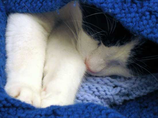 Dudley nap
