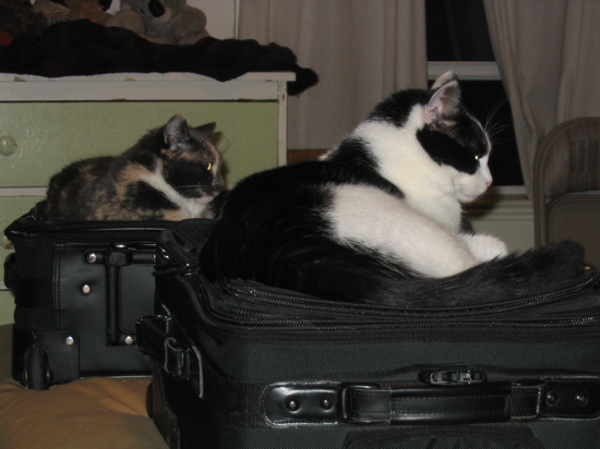 cats