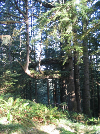 funny tree