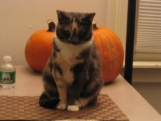 Celli and pumpkins